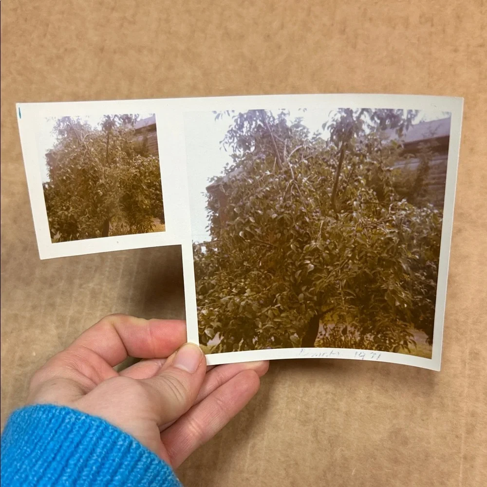 Vintage Photo Collection - Picture 10 of 11